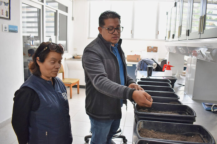 Investigadora del ICUAP estudia el comportamiento biológico de la plaga conocida como “gallina ciega” para su control